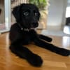 🐾 Jolie sucht ihre Familie