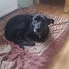 Tolle Hündin Mia sucht ihr Für-immer-zuhause