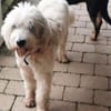 Akai sucht ein aktives Zuhause