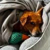 Toffee in Hamburg wartet auf ihre Menschen