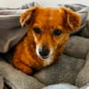 Toffee in Hamburg wartet auf ihre Menschen