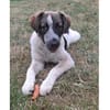Lio - wartet in 53332 Bornheim