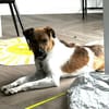 Nica - liebevolles Für-Immer-Zuhause gesucht