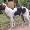 Diana - wartet in 53332 Bornheim
