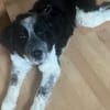 Malika wartet auf Ihr Für-Immer-Zuhause