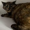 Canicule