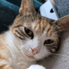 LILA