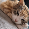 LILA