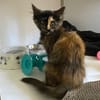 Hot-Cat (en cours d'adoption)