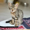 Tora (réservée)