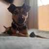 Lola