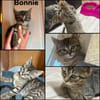 BESTY et BONNIE  deux soeurs   A réserver
