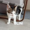 BLINI