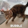 BUBBLE