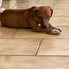 LYSSIA , chiot femelle Berger Créole