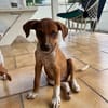 LYSSIA , chiot femelle Berger Créole