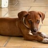 LYSSIA , chiot femelle Berger Créole