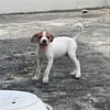 MYLA , chiot femelle Berger Créole