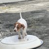 MYLA , chiot femelle Berger Créole