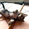 JAVA