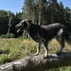Zsömis sucht ein Zuhause