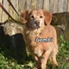 GOMBI