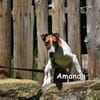 AMANDA