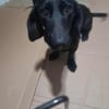 Louis, klein, schwarz, zutraulich sucht