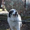 Mischa su. Zuhause mit viel Platz