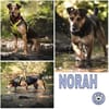 NORAH -aktiv & menschenbezogen-