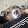 Seniorin BUNI sucht einen Lebensplatz!
