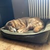 Seniorin BUNI sucht einen Lebensplatz!
