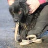 Juna - goldiger, verspielter Jungrüde