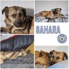 SAHARA -anhänglich, liebevoll & loyal-