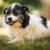 Lana eine liebevolle Terrier-Mix-Hündin