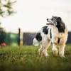 Lana eine liebevolle Terrier-Mix-Hündin