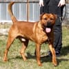 Tyson, su. Paten