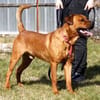 Tyson, su. Paten