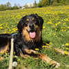 Marlowe, su. erfahrene Besitzer VIDEO