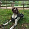 Sportliche Hundemensch(en) gesucht!