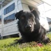 STANISLAUS -perfekter Begleiter-