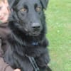 STANISLAUS -perfekter Begleiter-