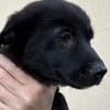 Welpe Balu sucht seine Familie