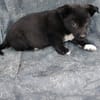 Welpe Balu sucht seine Familie