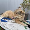 Mogli - schüchterner Rüde sucht Zuhause
