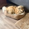 Mogli - schüchterner Rüde sucht Zuhause