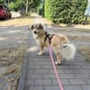Mogli - schüchterner Rüde sucht Zuhause