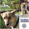 SABIA * die leisen Hunde sind die größten Schätze