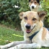SABIA * die leisen Hunde sind die größten Schätze