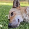 SABIA * die leisen Hunde sind die größten Schätze